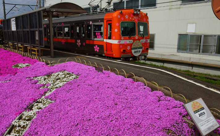 Planting moss phlox flowers around JATCO-Mae Station on the Gakunan Line