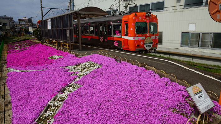 Planting moss phlox flowers around JATCO-Mae Station on the Gakunan Line 