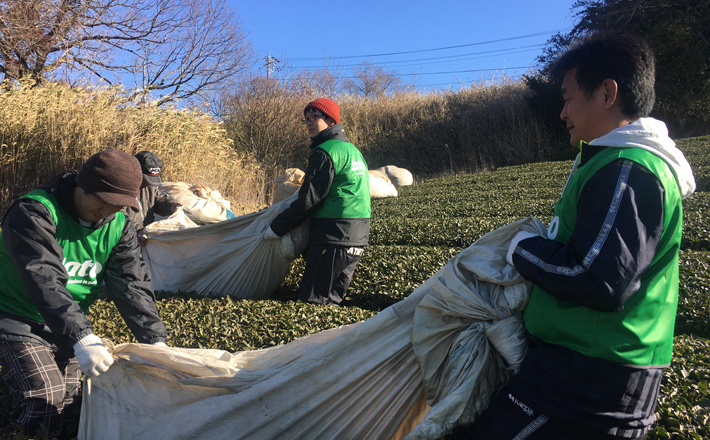 ススキやササを茶木の間に敷き詰める作業