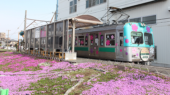 岳南電車の「ジヤトコ前」駅に芝桜を植え付け